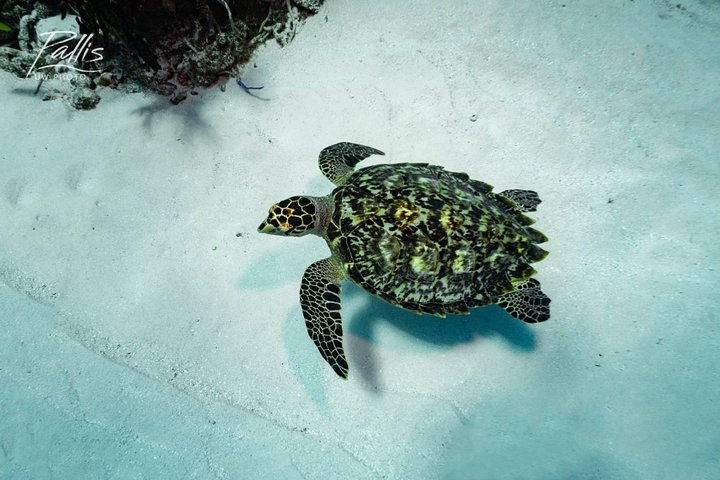 Diving package Caribbean dream  - Photo 1 of 9