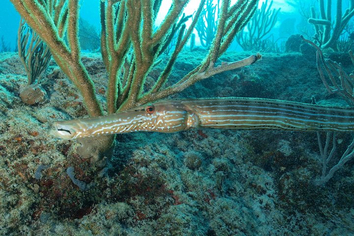 Diving package Sea and Cenotes  - Photo 1 of 15