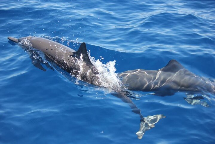 Spotted Dolphins 