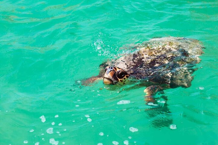Eco Tour at Sian Kaan Biosphere! Round Transportation from Cancun - Photo 1 of 15