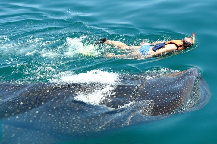 Experience in the Caribbean Sea Swimming with whale Sharks from Riviera Maya - Photo 1 of 21