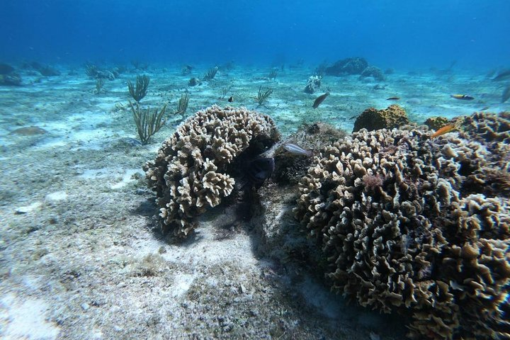 Come and see the beautiful corals.