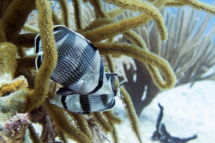 Full-Day Playa del Carmen Reef Diving Activity - Photo 1 of 3