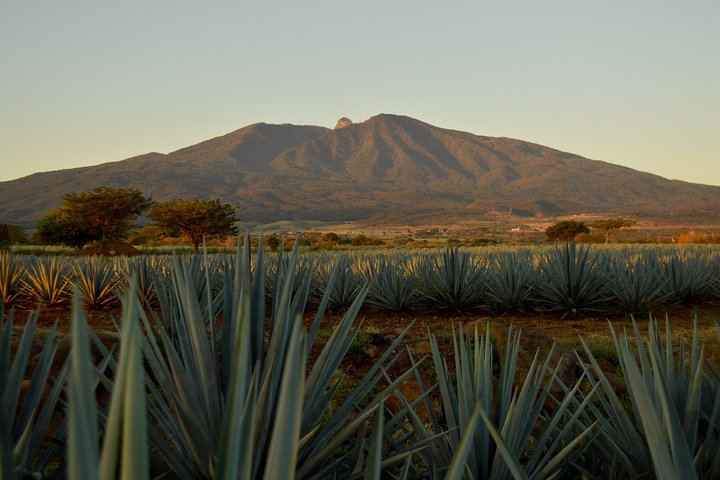 José Cuervo Tequila Tour & Agave Fields from Guadalajara - Photo 1 of 25