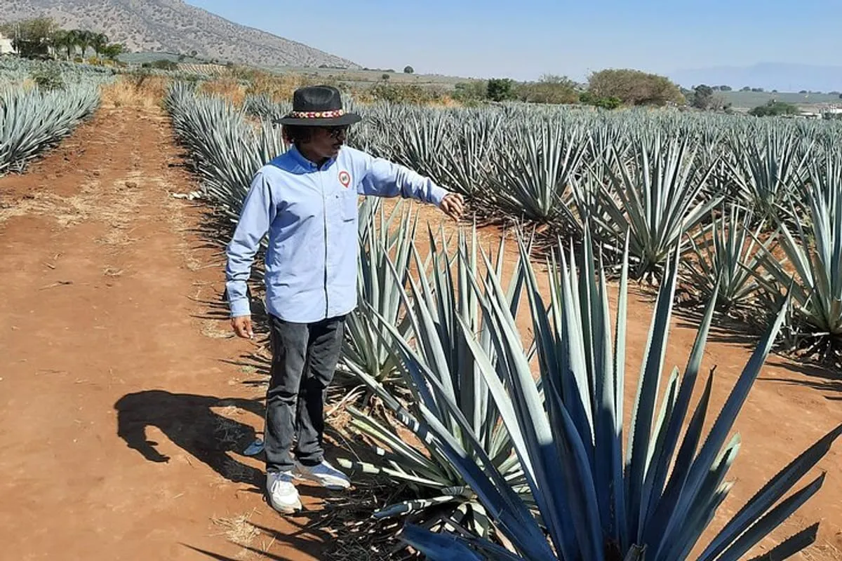 Full-Day Tequila Tour from Guadalajara in Guadalajara, Jalisco | Pelago