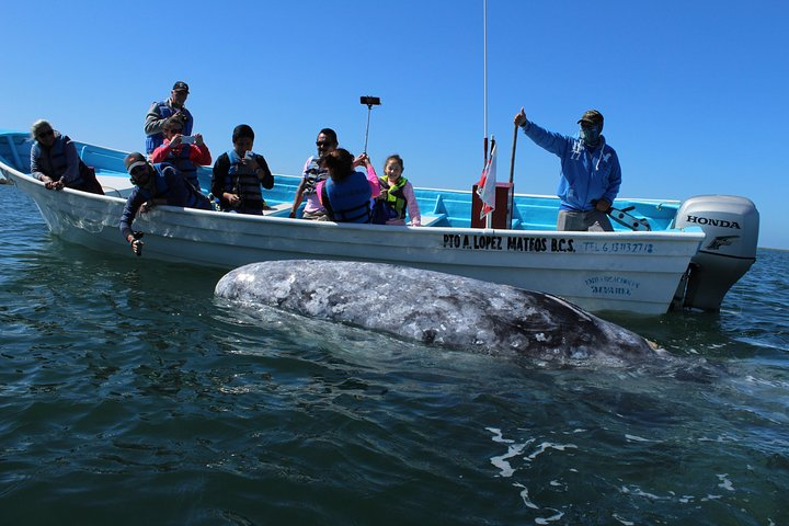 Gray Whale Watching in Lopez Mates - Baja California Sur