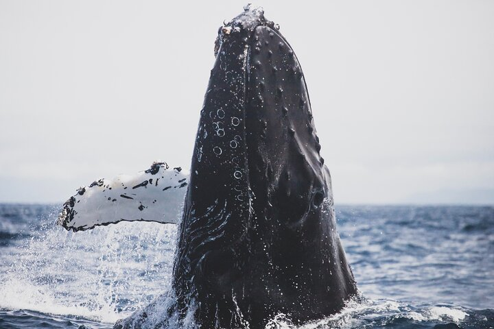 Gray Whale watching in Magdalena Bay From Los Cabos - Photo 1 of 6