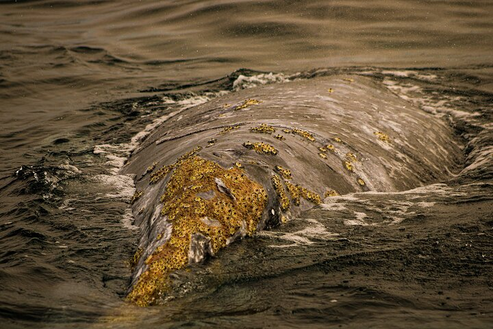 Gray Whale Journey: 10-Hour Tour with 3 Hours of Whale Watching - Photo 1 of 5