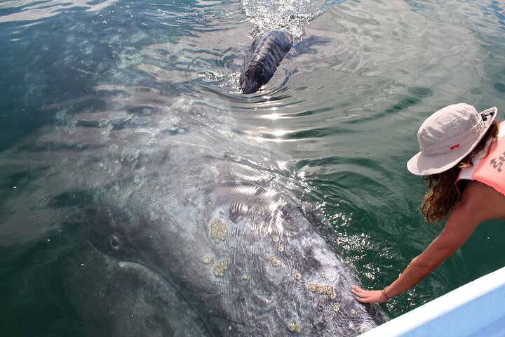 Friendly whale approaches boat