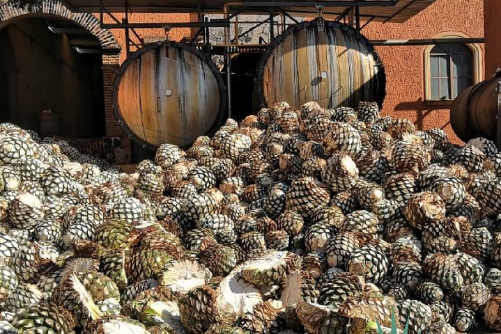 Guided Tour with Tasting in Tequilera Hacienda de Oro - Photo 1 of 5