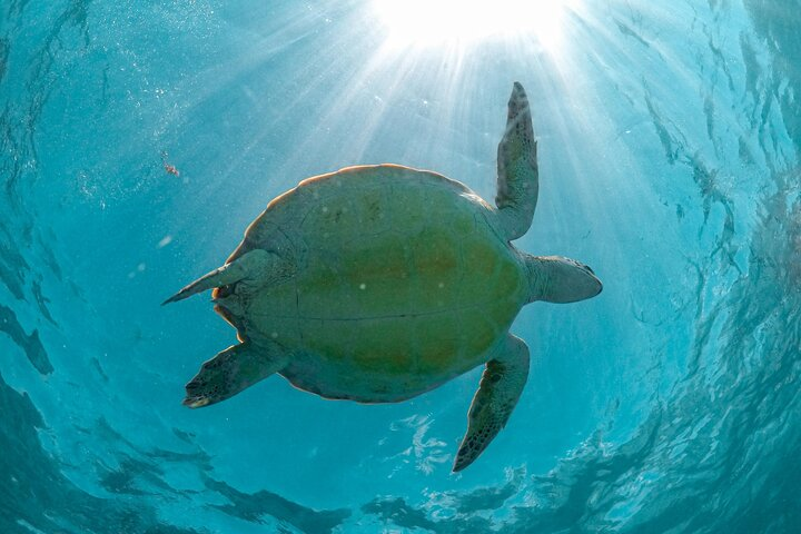 Half Day Akumal Beach Swim and Snorkel with Turtles Experience - Photo 1 of 13