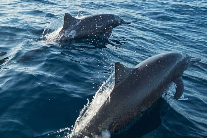 Half Day Marine Safari in Puerto Escondido Mexico - Photo 1 of 17