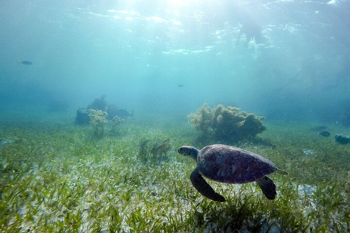 Private Half Day Swim with Turtles and Cenote - Photo 1 of 7