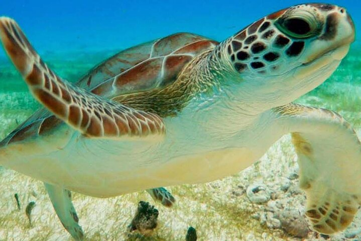 Half Day Private Snorkeling with Turtles and Majestic Cenotes - Photo 1 of 6