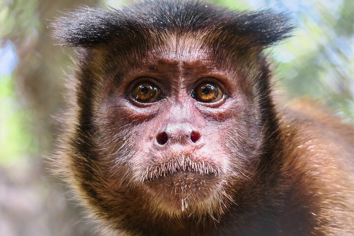 Half Day Private Tour of Akumal Monkey Sanctuary - Photo 1 of 6