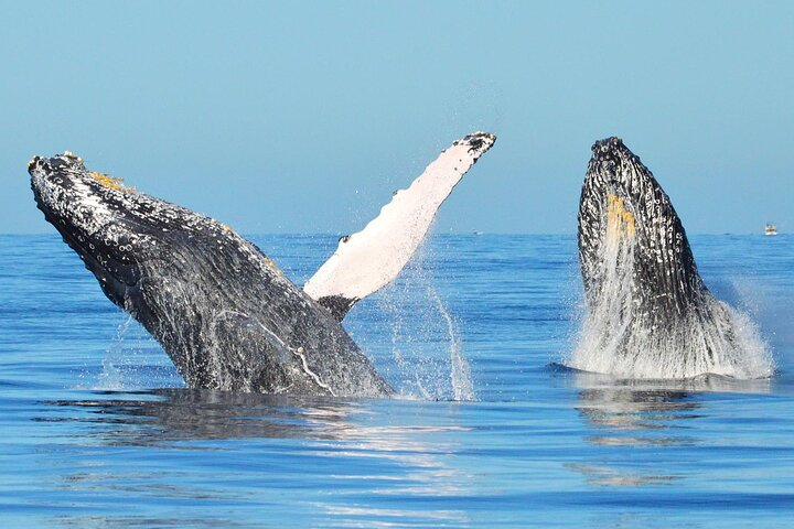 Hear the whales! World class whale watching! - Photo 1 of 12