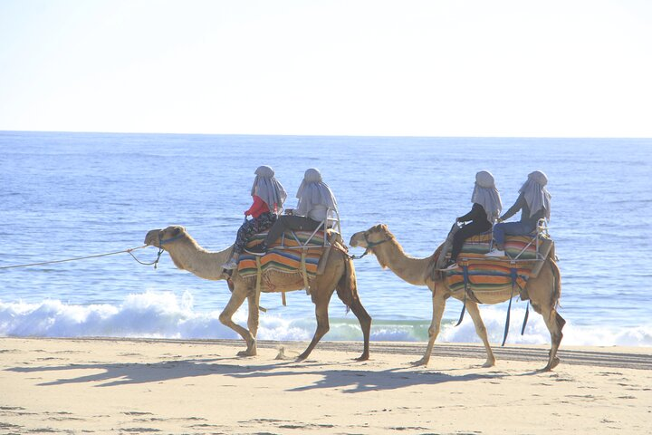 The Ultimate Camel Safari Experience in Los Cabos - Photo 1 of 11