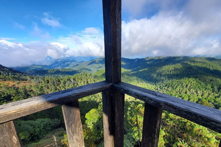 Hiking in the Enchanted Forest of Ixtepeji with Rescue Dogs - Photo 1 of 25
