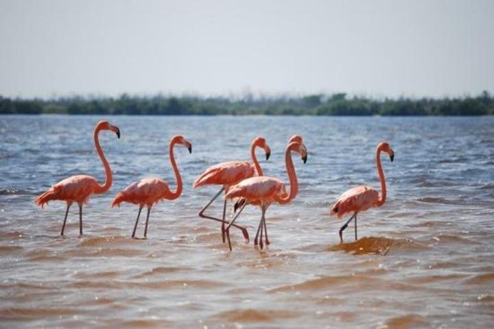 Flamingos