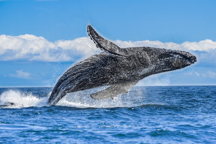 Los Cabos Humpback Whale: 10-Hour Tour 3 Hours of Whale Watching - Photo 1 of 7