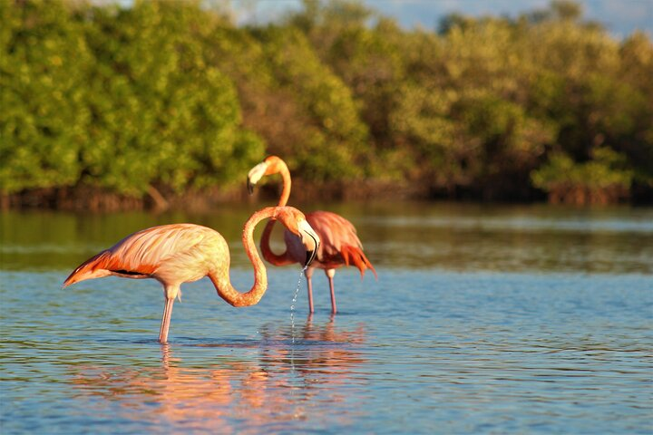 Holbox Mangrove Kayaking Tour - Photo 1 of 25