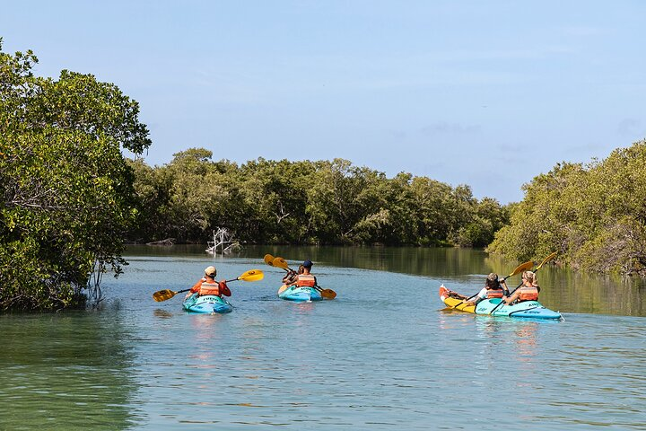 Kayaking Tour Through the Mangroves in Isla Holbox - Photo 1 of 11