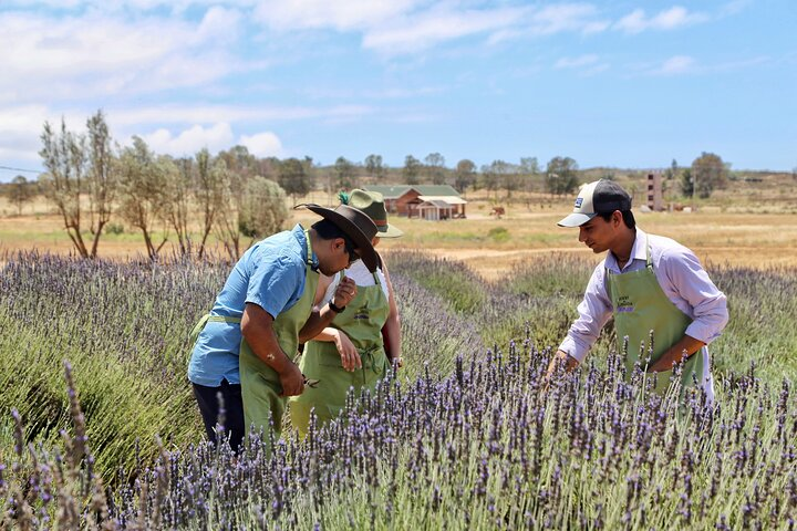 Guided Lavender Experience: Cultivation, Uses and Tasting - Photo 1 of 11