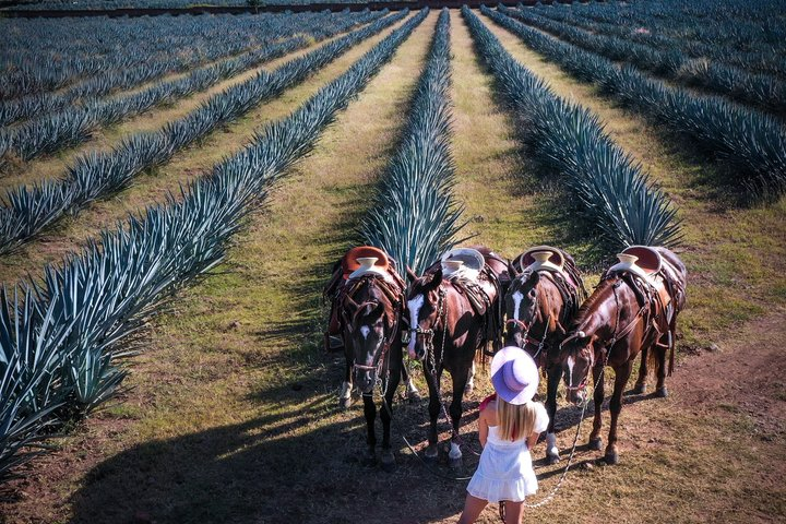 Magic Town Tequila and Agave Fields - Photo 1 of 8