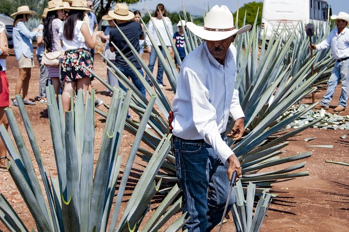 Magic Town Tequila and Agave Fields - Photo 1 of 6
