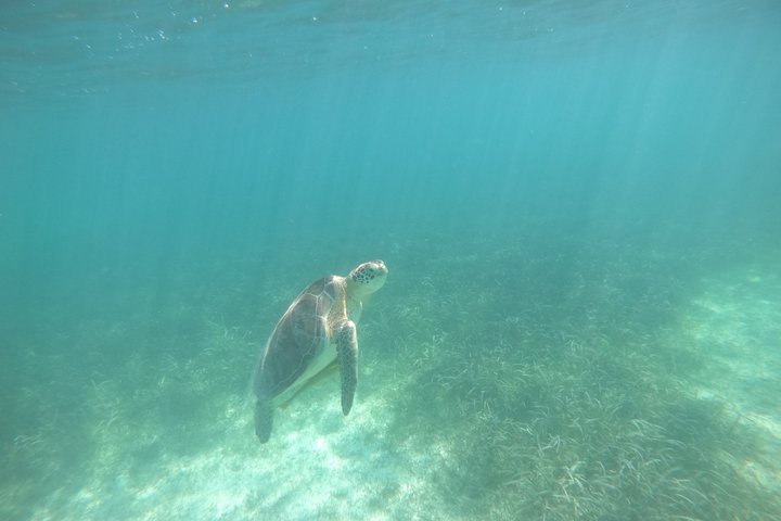 Private Marine Biologist–Led Turtle Snorkel Ethical & Educational - Photo 1 of 12