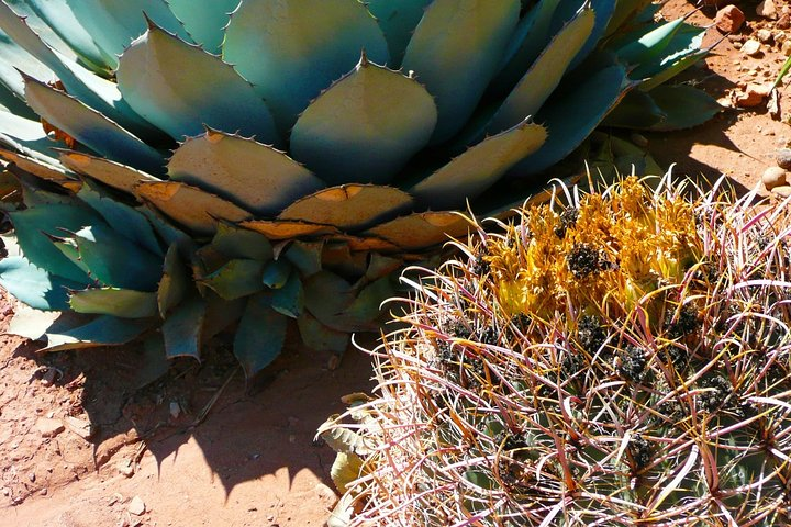 From Mazatlan - La Noria Artisan Tour The Blue Agave - Photo 1 of 12