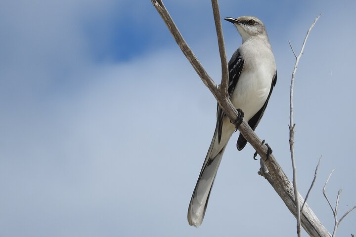 Merida Yucatan Birdwatching Activity - Photo 1 of 8