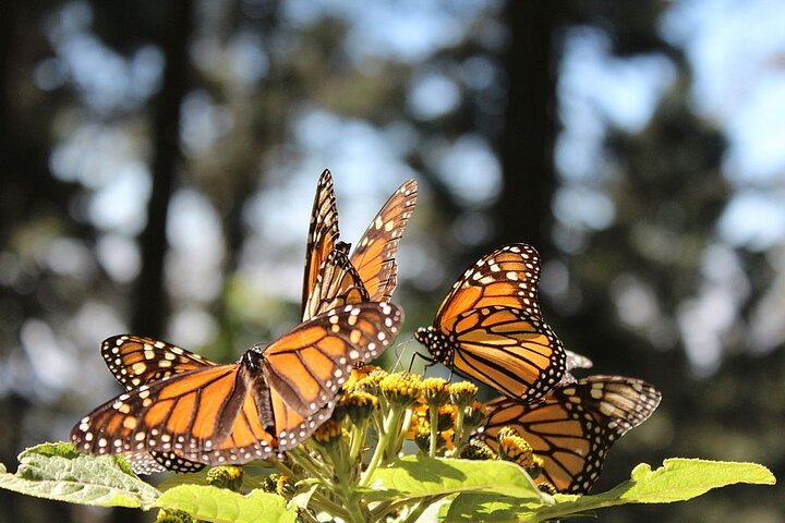 Monarch Butterfly: Biosphere Reserve & Christmas Tour in Mexico - Photo 1 of 10
