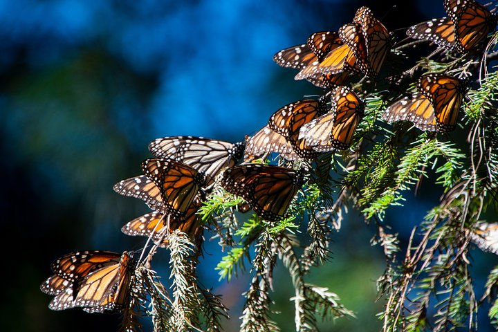 Monarch Butterfly Tour (Departing from Morelia) - Photo 1 of 16