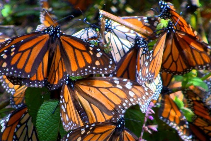 Monarch Butterfly Tour Mexico: Sierra Chuincua and Magic Town - Photo 1 of 10