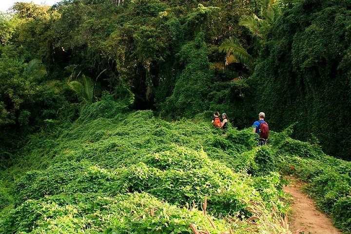 Monkey Mountain Jungle Hike Adventure - Photo 1 of 17