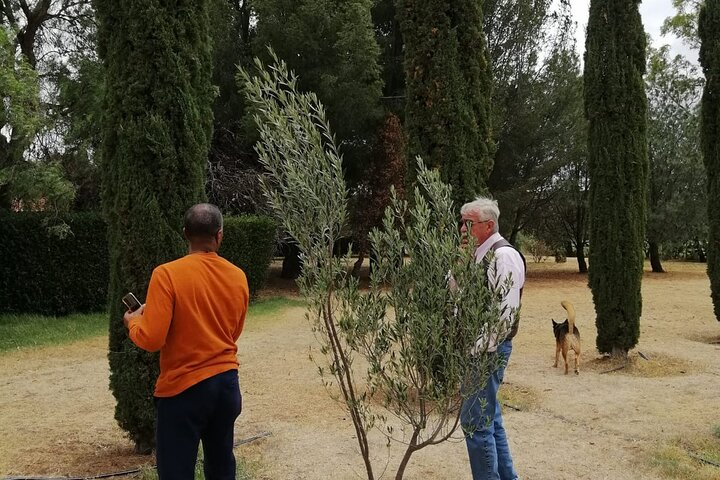 Morning Tour and Olive product tasting - Photo 1 of 7
