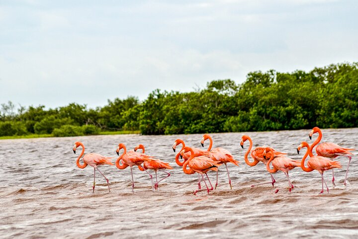 Nature tour by boat in the Natural Reserve in Río Lagartos - Photo 1 of 12
