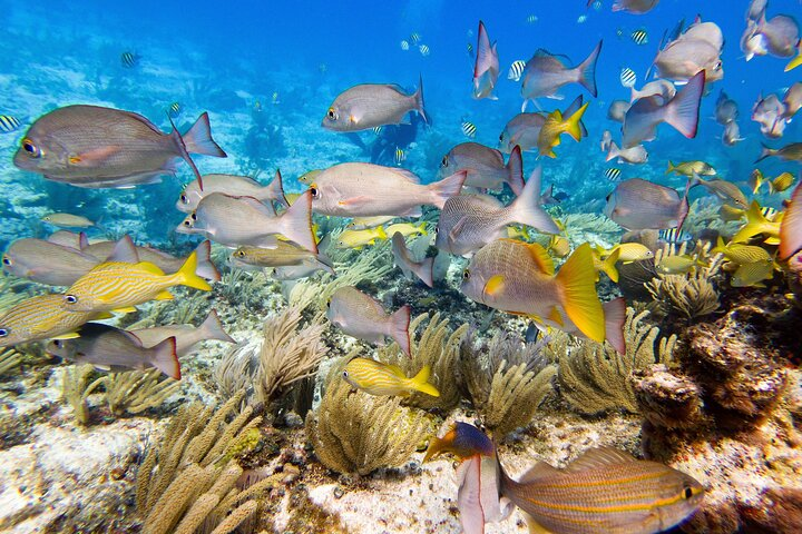 Open Water Certification Course-PADI - Photo 1 of 12