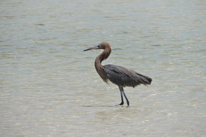 Isla Blanca Bird Watching