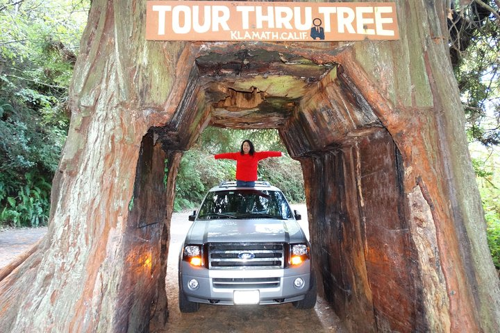 Private Avenue of the Giants Redwoods Day Trip from San Francisco - Photo 1 of 25