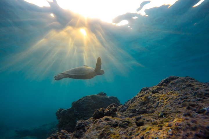 Cabo Ocean Safari Snorkel Adventure - Photo 1 of 23