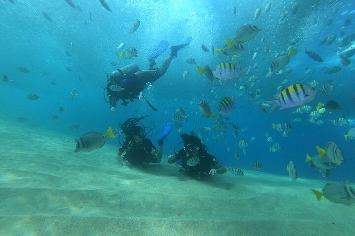 Private Scuba Diving 2 tanks at Mar de Cortés !! - Photo 1 of 6