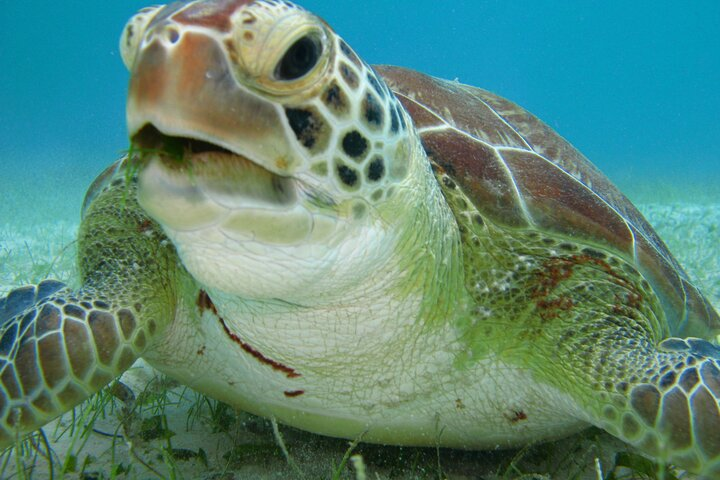 Private Snorkel with Turtle at Akumal - Photo 1 of 25