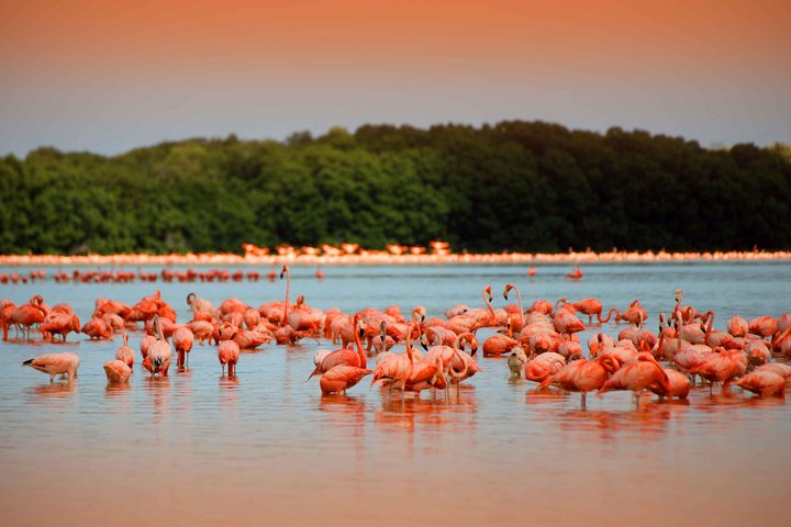 flamingos