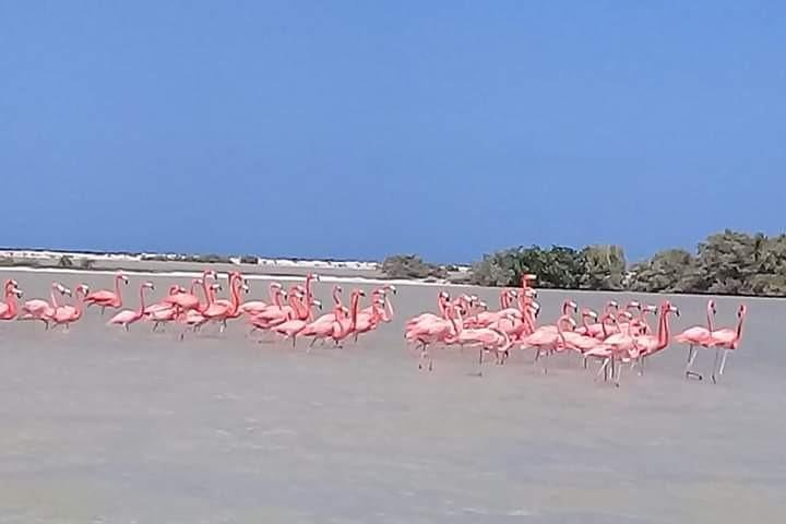Private Tour: Pink Flamingos, Maya Temples and Ek Balam - Photo 1 of 6