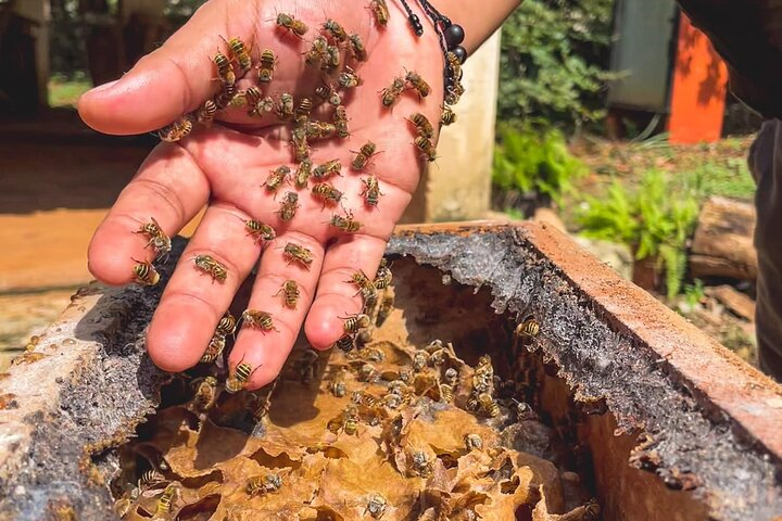 Mliponario U LU'UMIL KUXTAL, magical town peanut