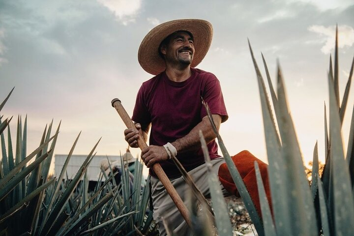 Private Tour to Tequila Ocho Distillery and the Town of Arandas - Photo 1 of 8