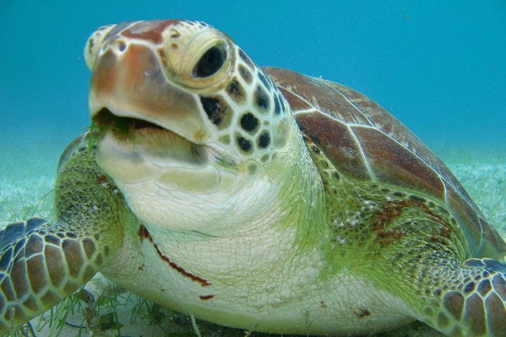 Private swiming with Turtles in Akumal - Photo 1 of 6