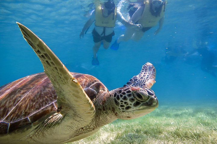 Private Turtle Snorkel Adventure in Akumal - Photo 1 of 8